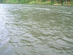 米地区の鮭川は濁っていました