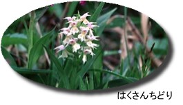 礼文島に咲く花〜ハクサンチドリ