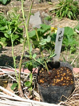 ブルーベリーの接ぎ木について 接木の方法 現状