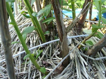 ブルーベリーの接ぎ木について 接木の方法 現状