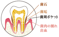 歯周組織