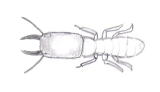 ヤマトシロアリ兵蟻